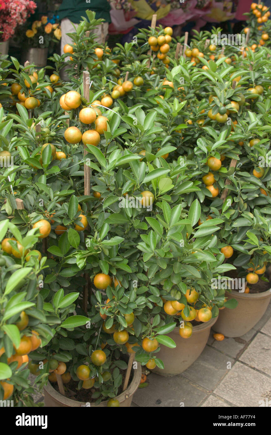 potted lime trees for Chinese New Year Stock Photo Alamy