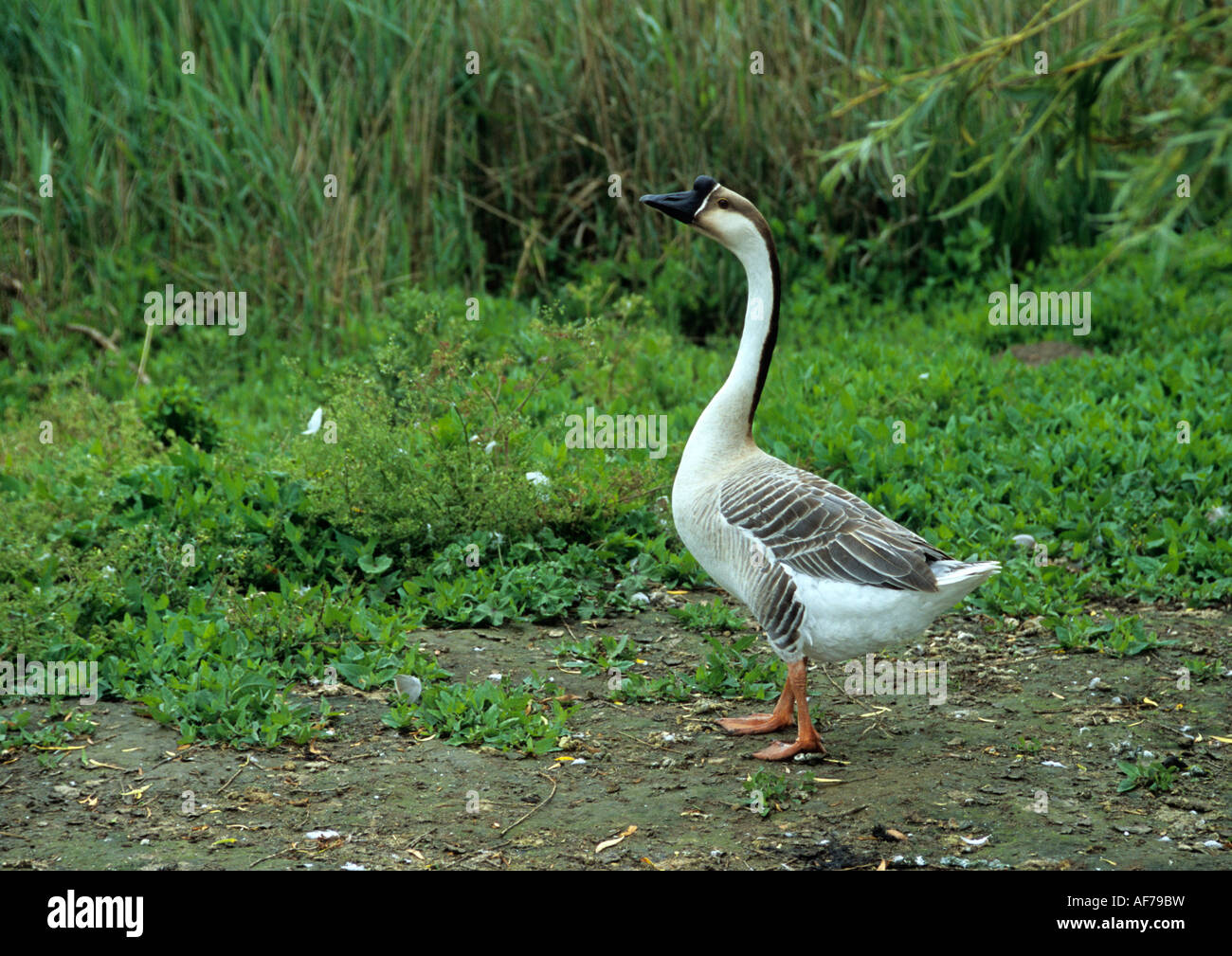 Chinese Goose (Anser cygnoides Stock Photo - Alamy