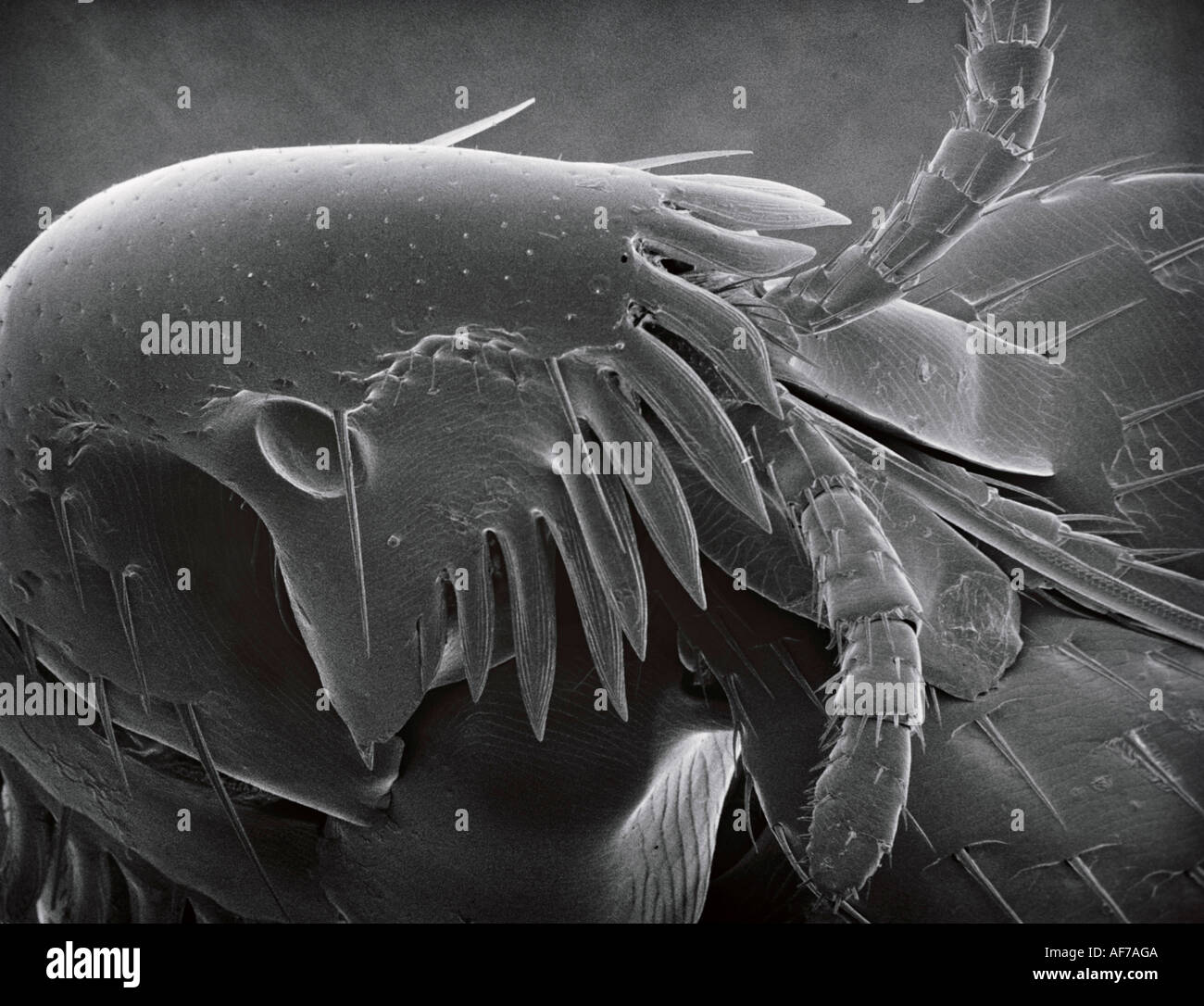Scanning Electron Micrograph. SEM. Insect. Flea. Stock Photo