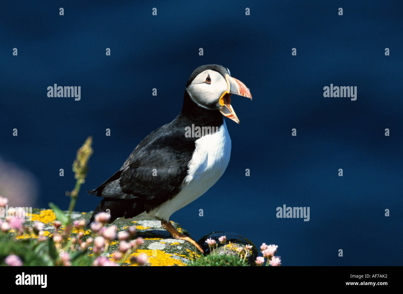 Closeup of Puffin on Bass Rock, England, United Kingdom Stock Photo - Alamy
