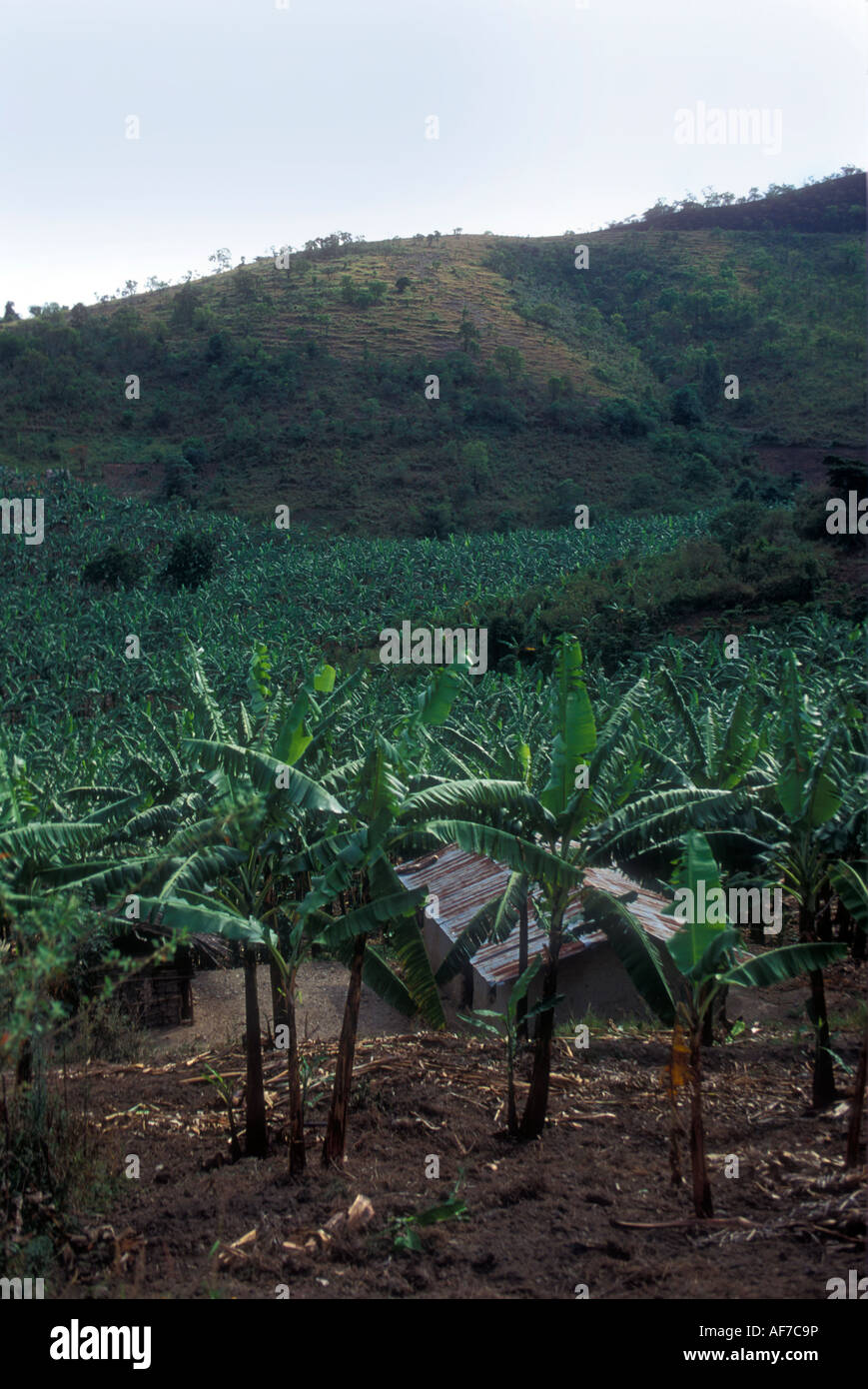Bananas is a staple food in Uganda Stock Photo Alamy
