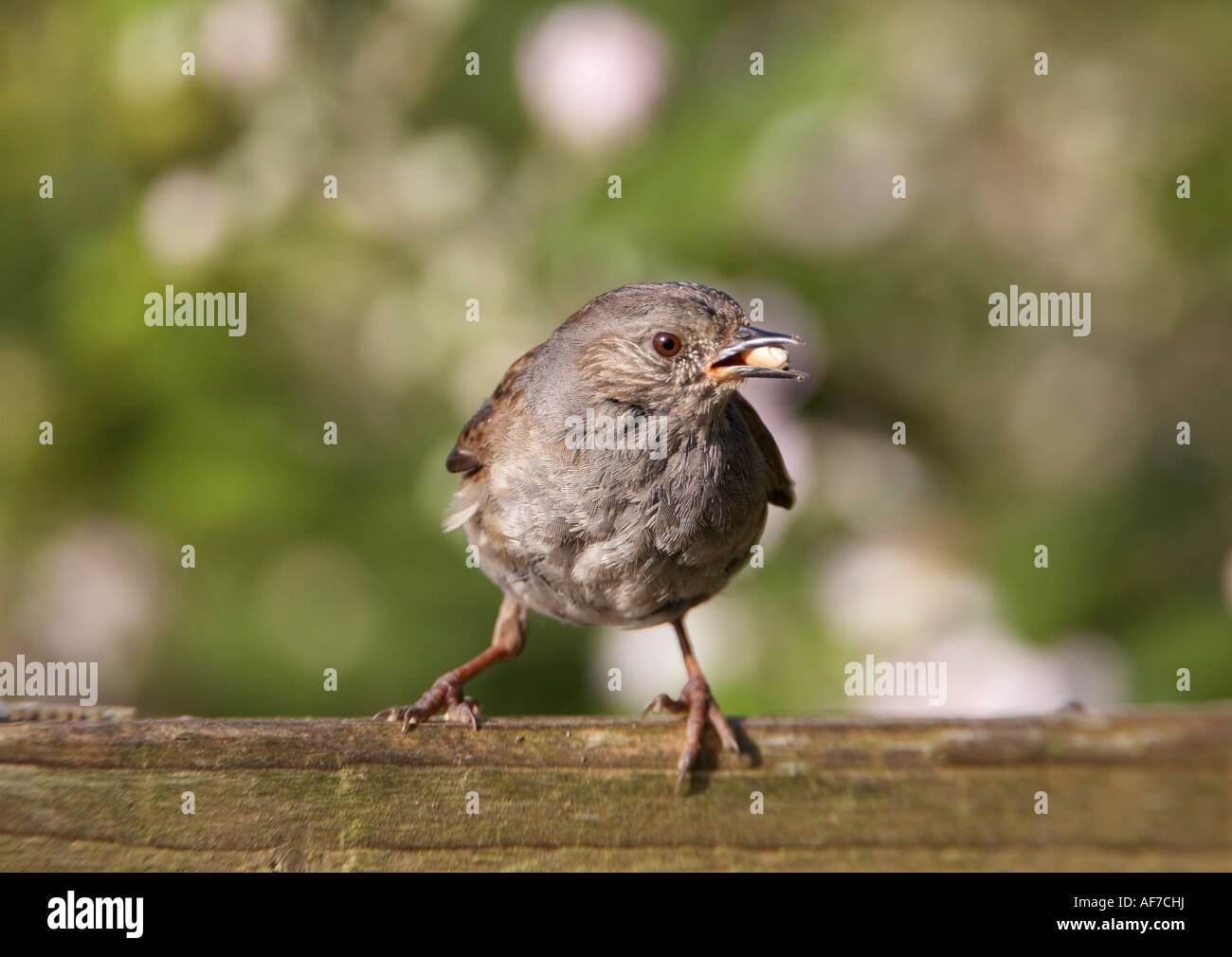 Dunnock (Prunella modularis) Stock Photo