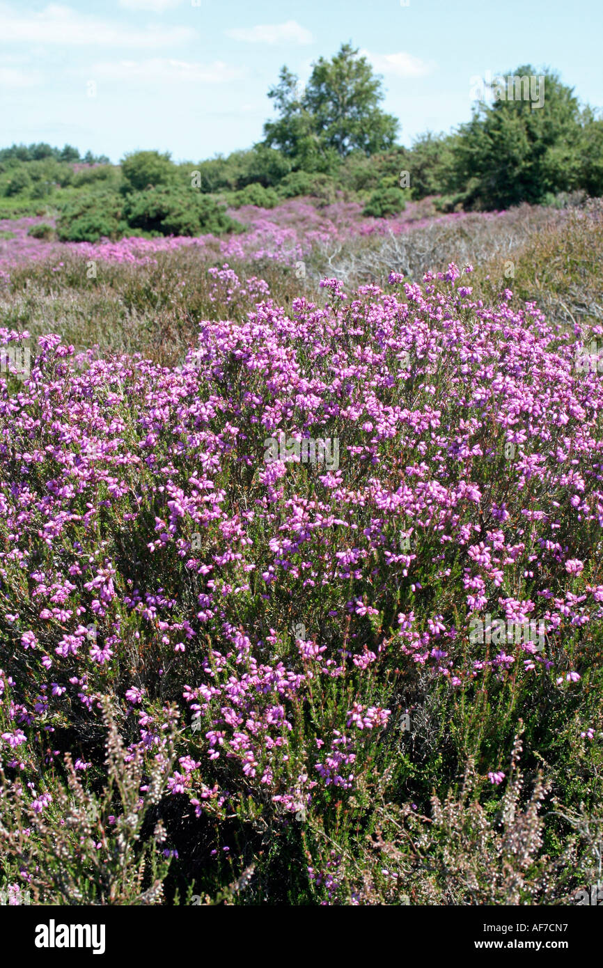 Heather flowering in heathland hi-res stock photography and images - Alamy
