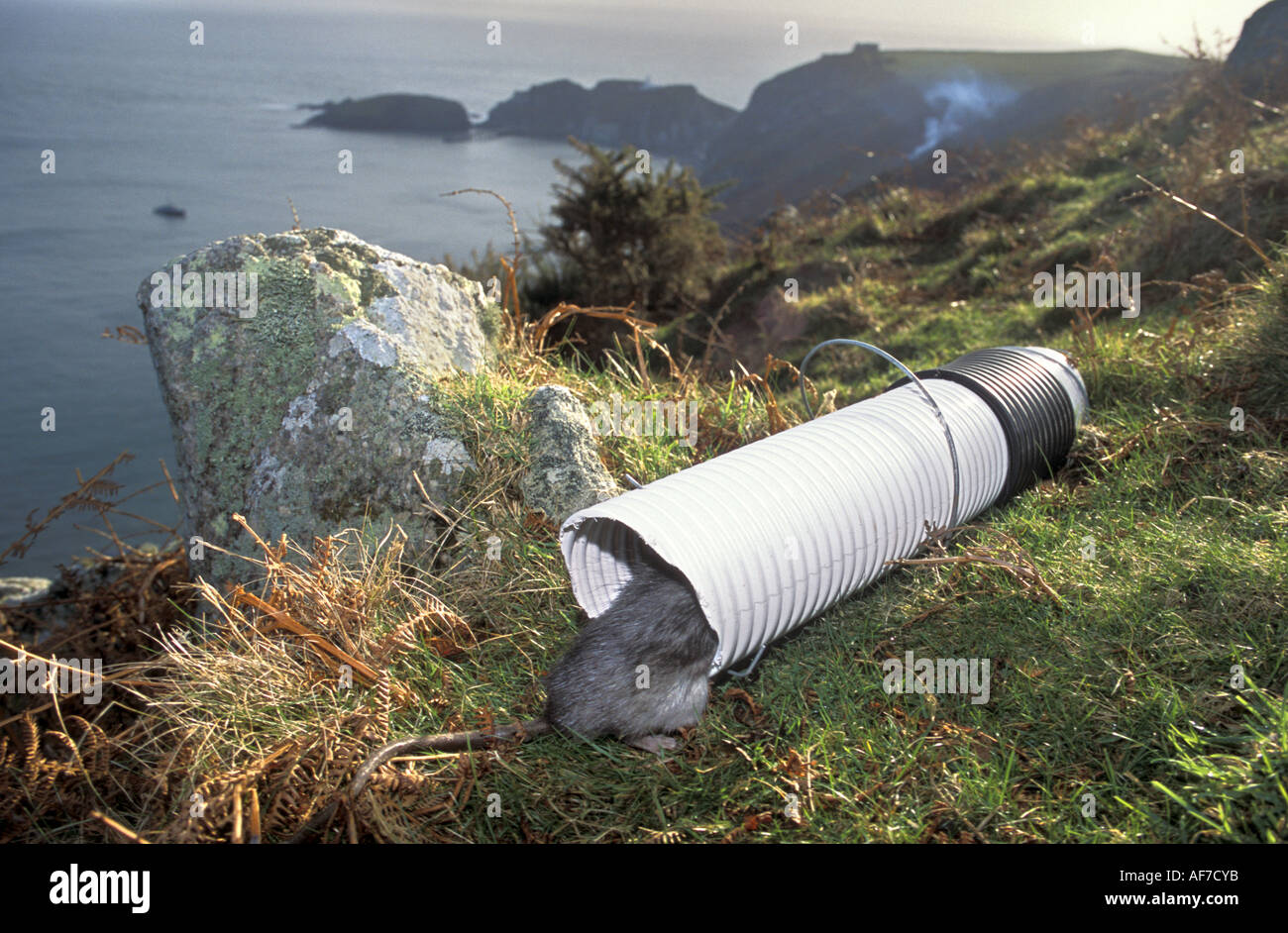 A black rat enters a poison bait trap on Lundy Island in the Bristol  Channel during work to clear the island of Rats January 200 Stock Photo -  Alamy