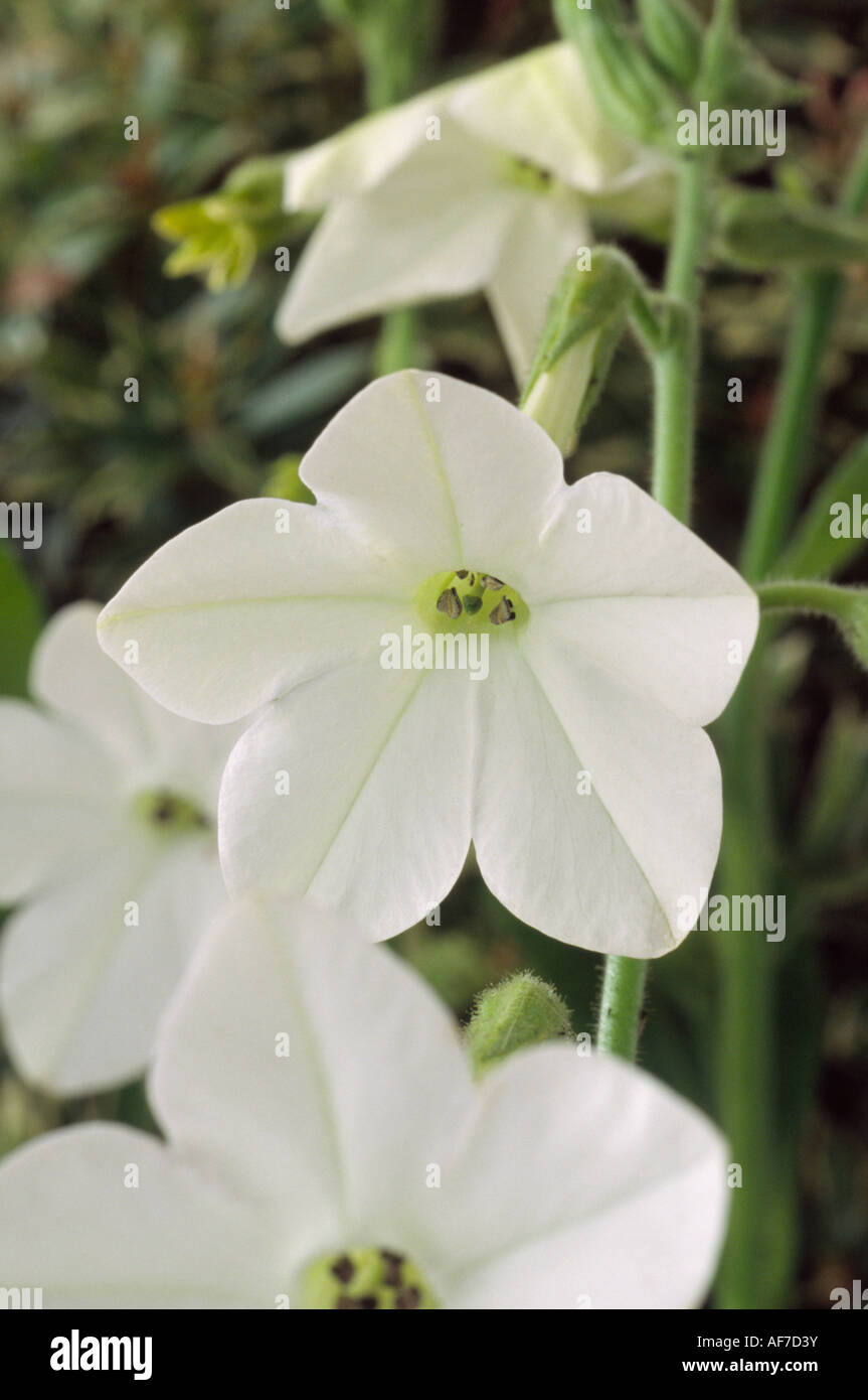 Nicotiana x sanderae 'Dwarf White Bedder' (Tobacco plant) Close up of white flowers. Stock Photo