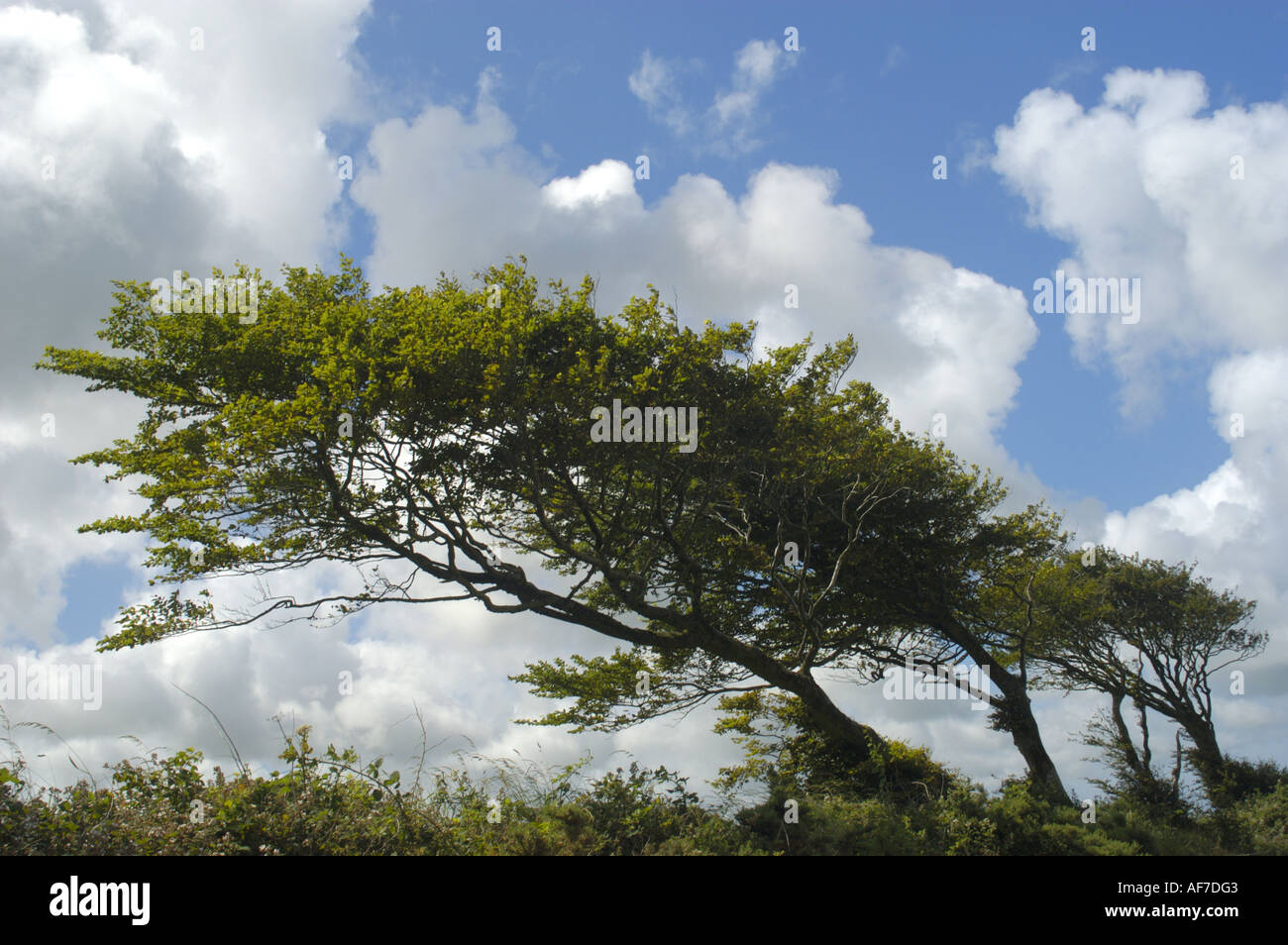 Wind Blown Tree at Bradworthy wind farm in North Devon England Stock Photo