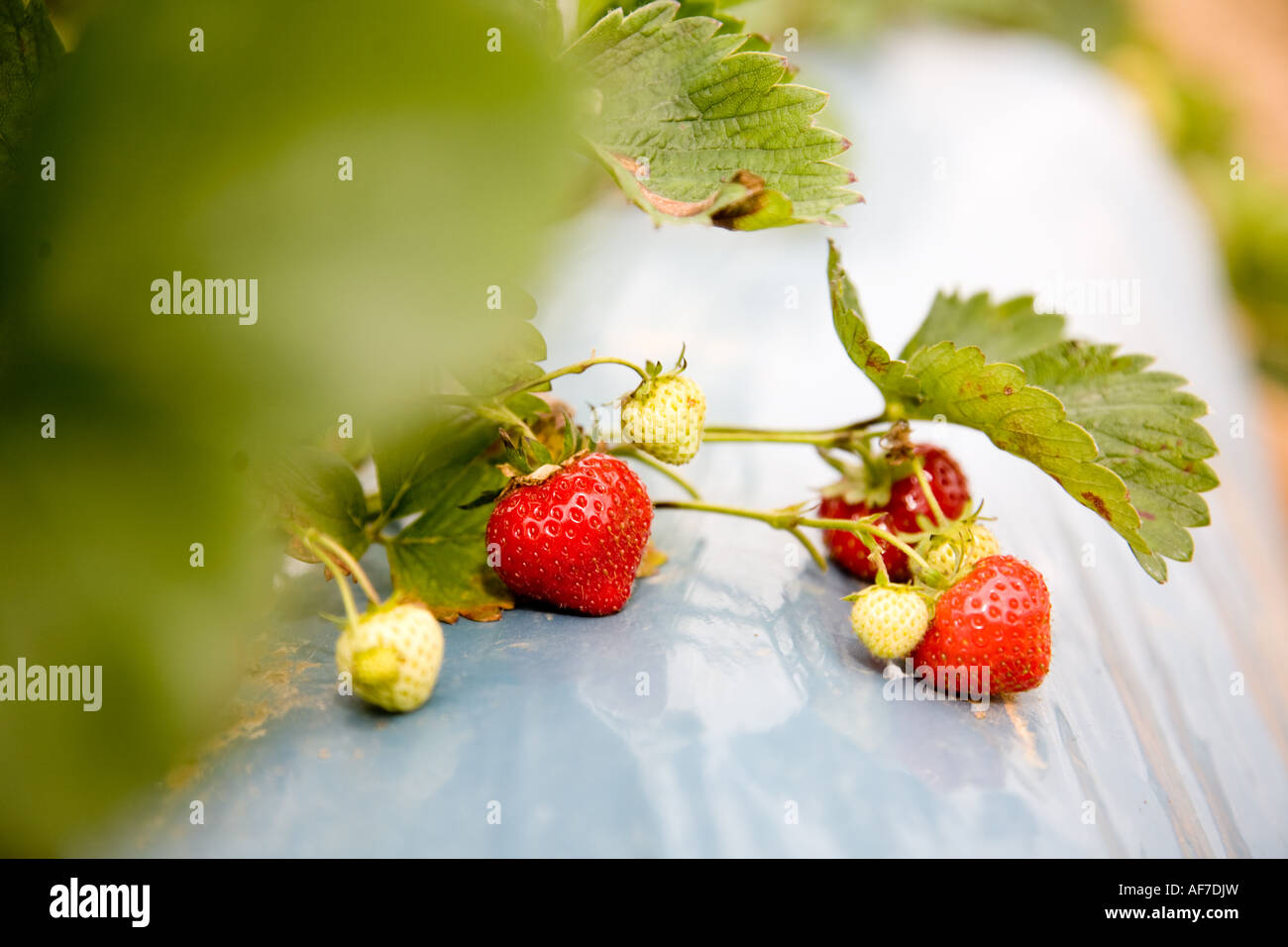 Strawberries growing in a grow bag in a polytunnel Stock Photo Alamy