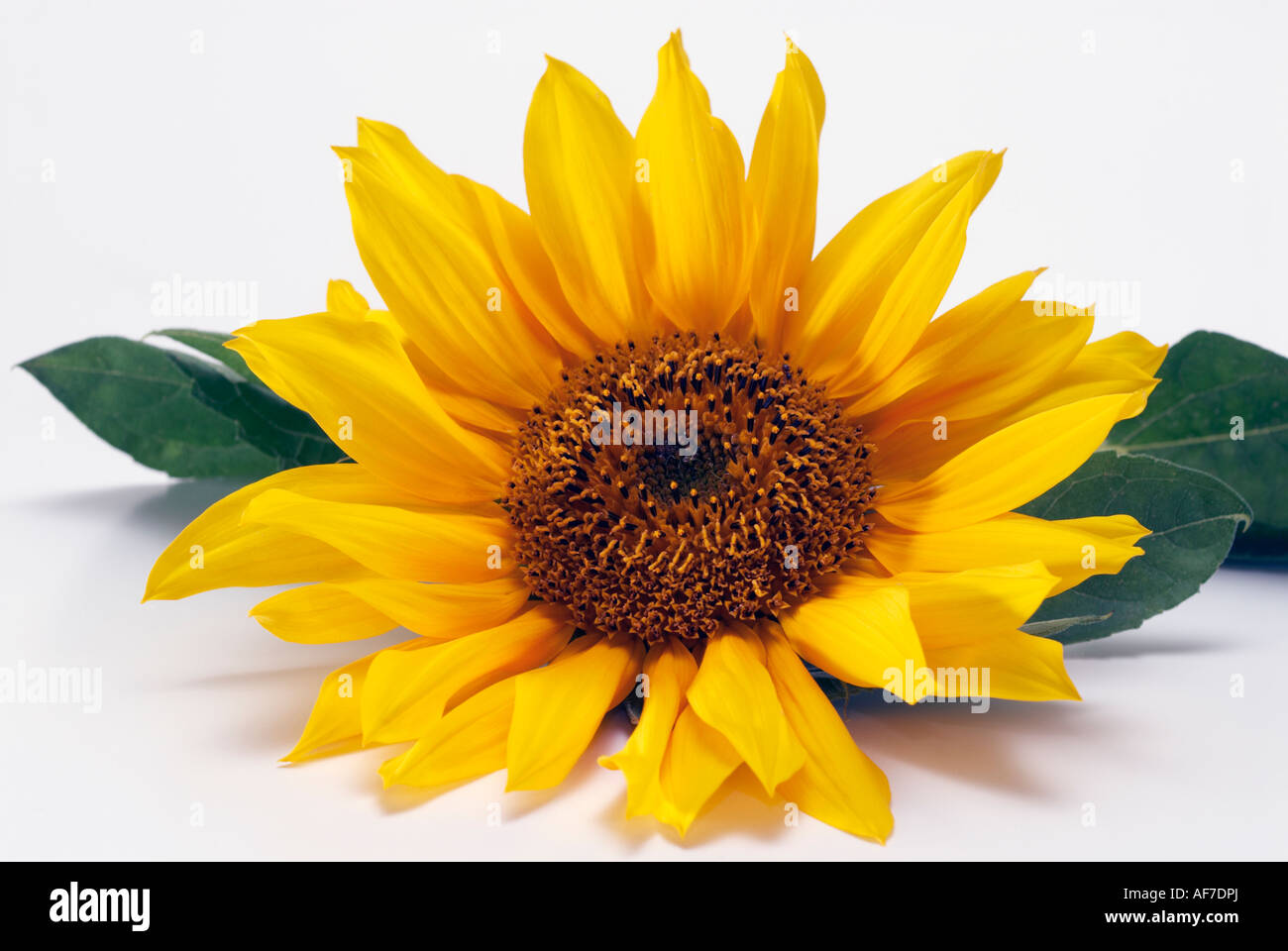 Sunflower head Stock Photo