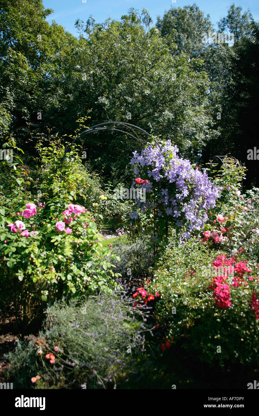 Clematis covered garden arch in centre of English rose garden in late summer Stock Photo