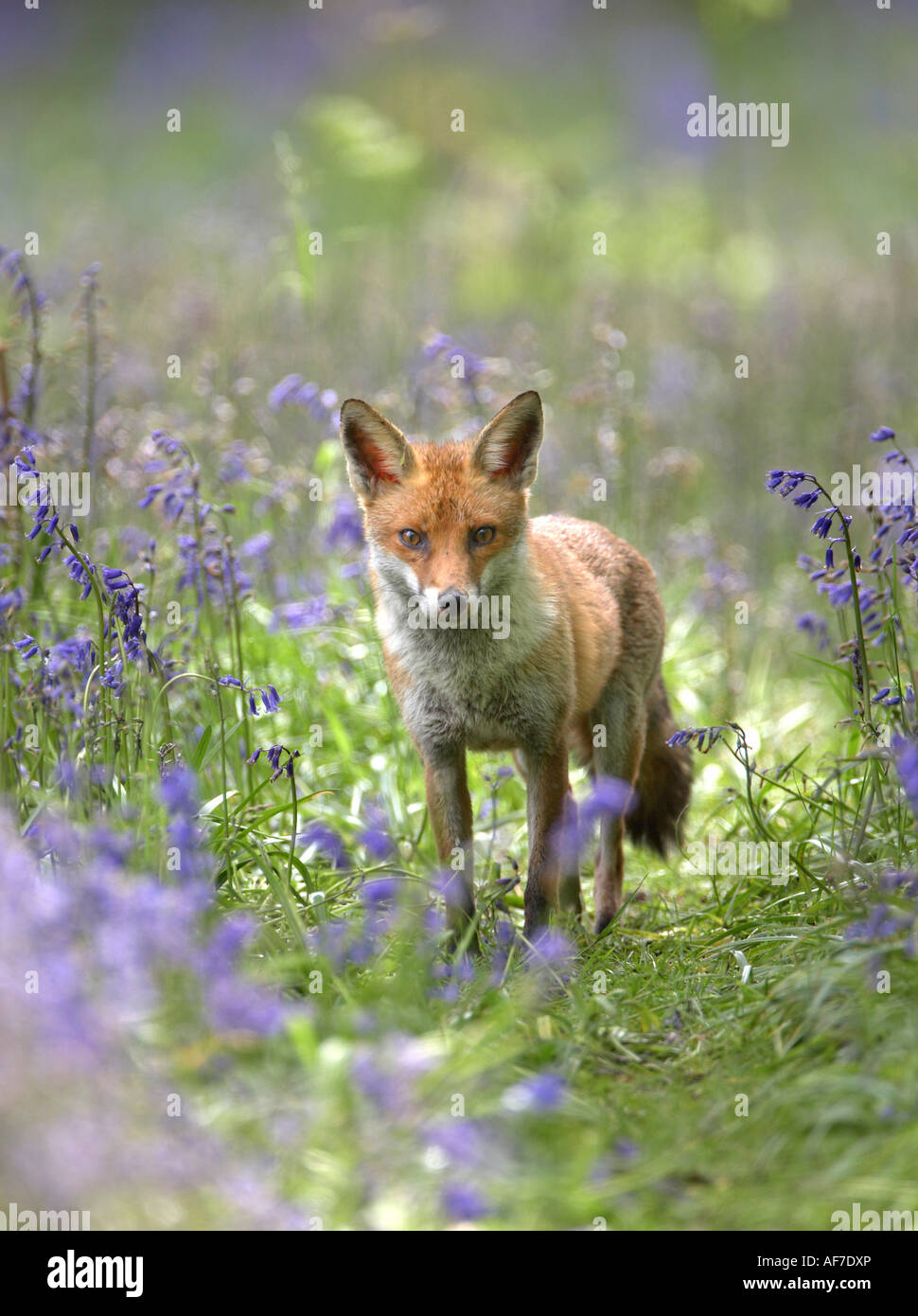 Red Fox Vixen (Vulpes vulpes) walking down track amongst Bluebell flowers Stock Photo