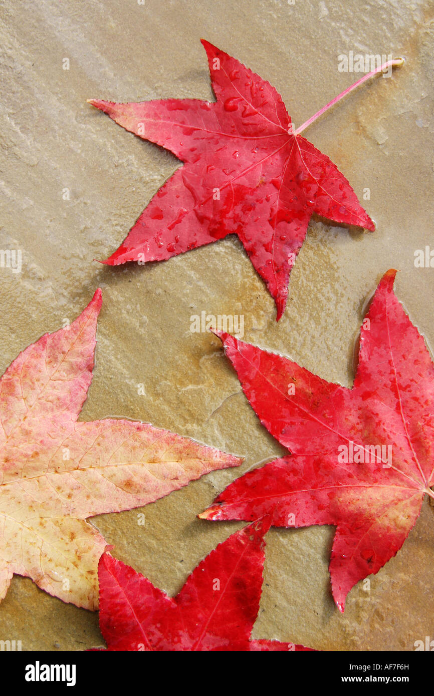 red maple leaf Stock Photo