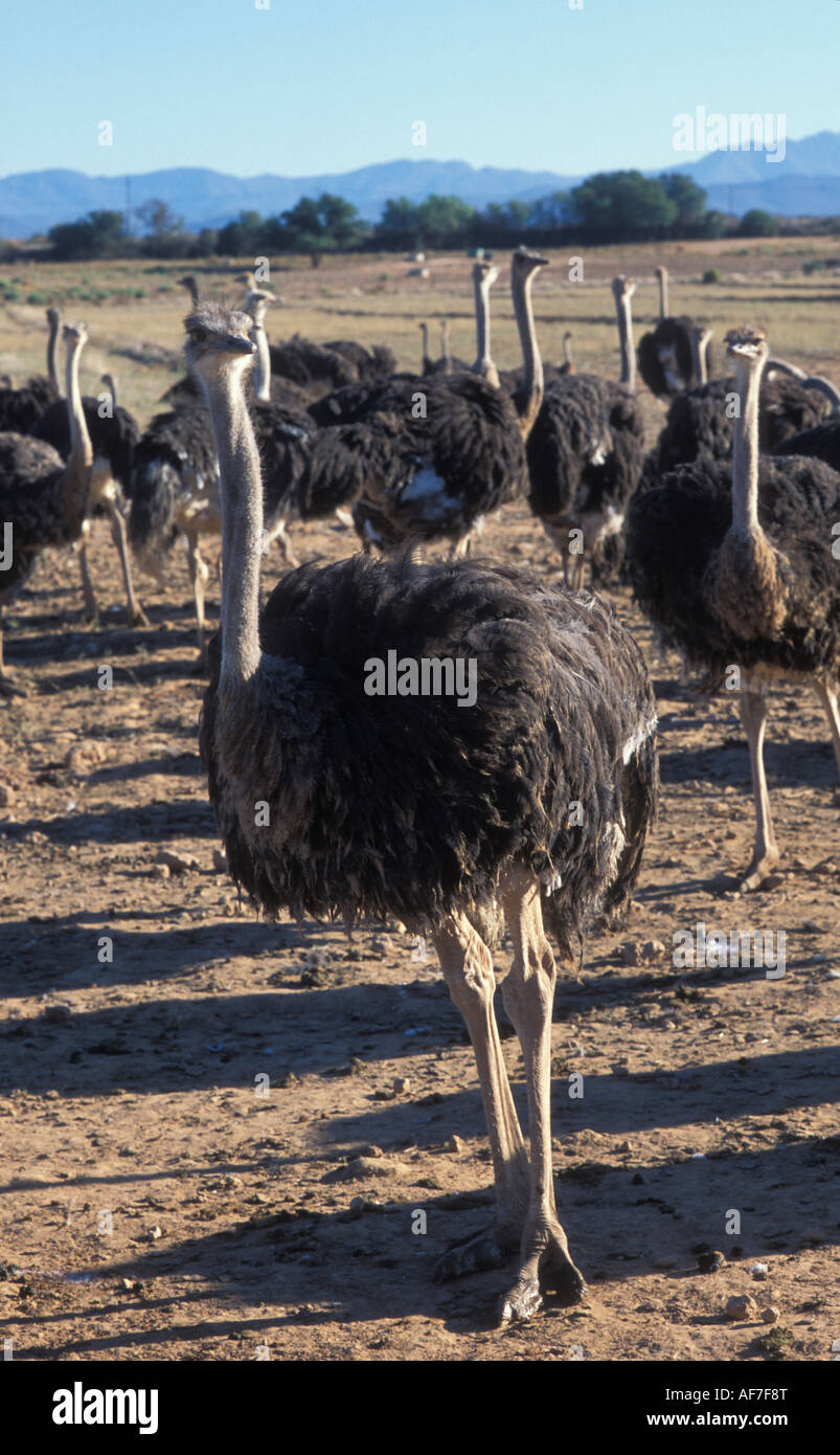 Ostrichs at the Ostrich Farm in Oudtshoorn Garden Route South Africa