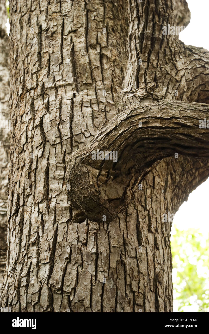 camphor tree Cinnamomum camphora in Old St Augustine Village St