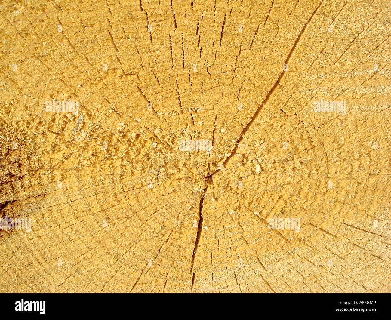 annual rings of a tree Stock Photo - Alamy