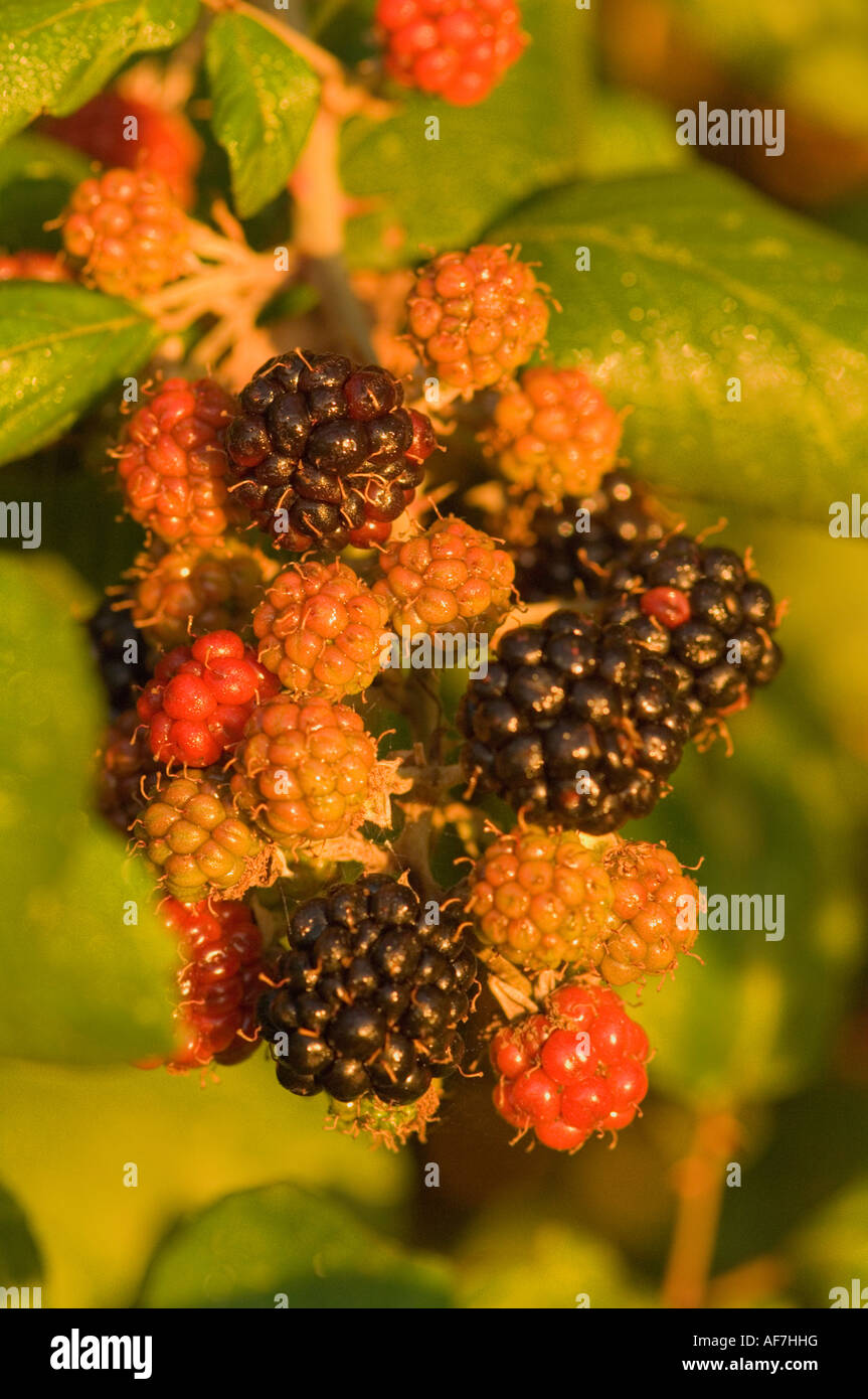 Blackberries in early morning light (Rubus ursinus Stock Photo Alamy