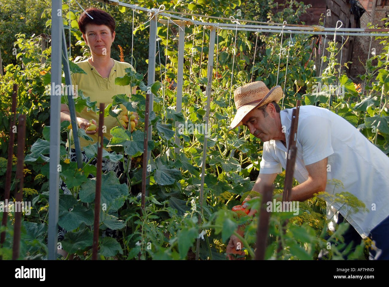 farm farmer Vegetables tomato Stock Photo - Alamy