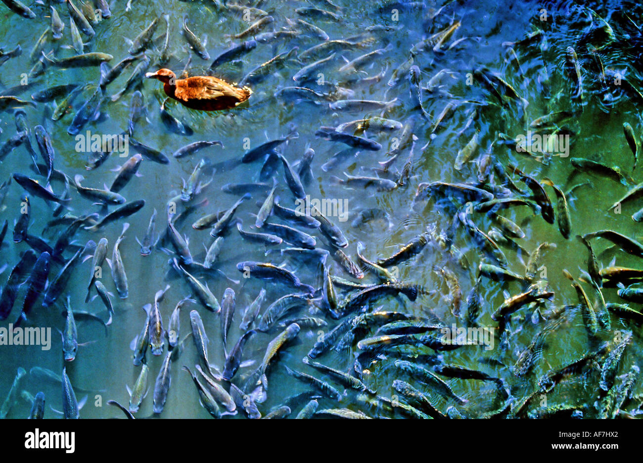 duck-in-a-pond-full-of-fish-in-san-antonio-zoo-texas-usa-AF7HX2.jpg