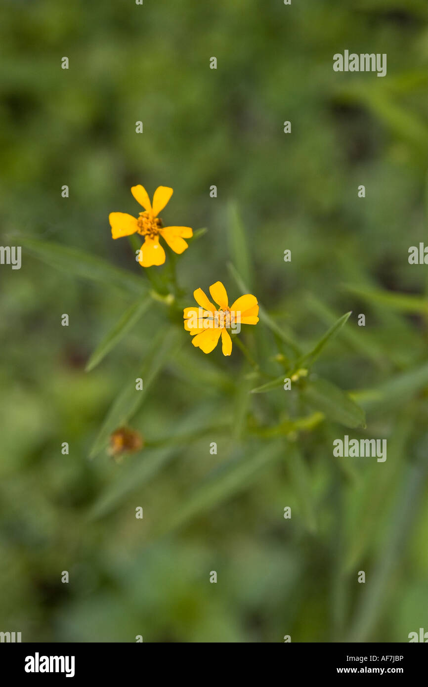 Mexican tarragon flower Stock Photo Alamy
