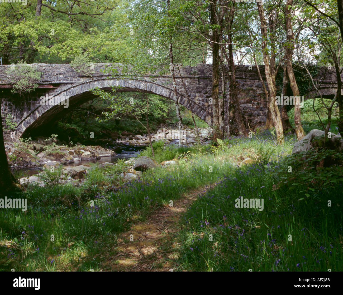 Coed brenin forest hires stock photography and images Alamy