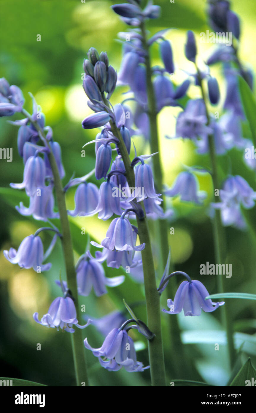 Highdown gardens sussex hi-res stock photography and images - Alamy