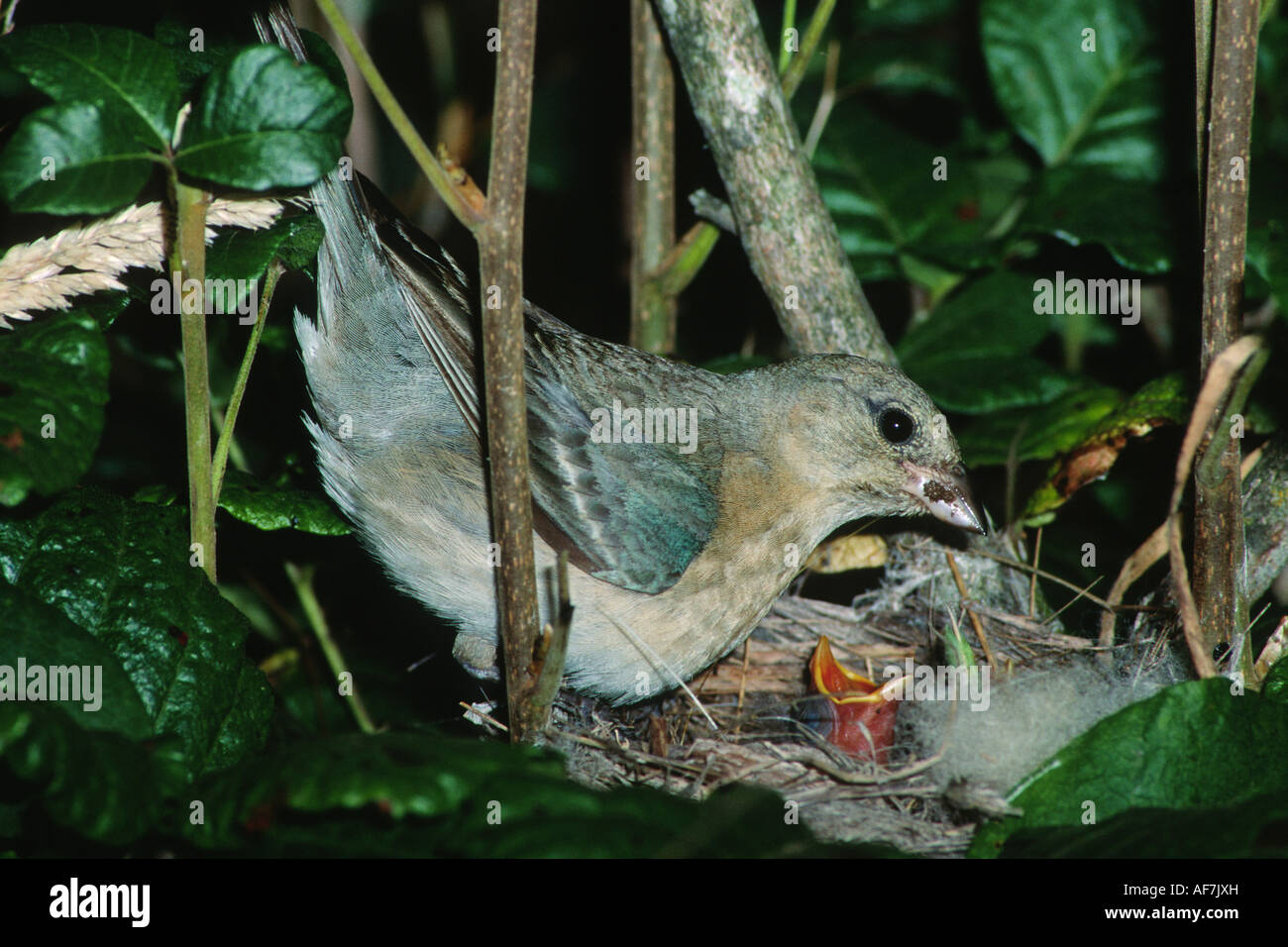 female-lazuli-bunting-passerina-amoena-bringing-food-to-nest-stock