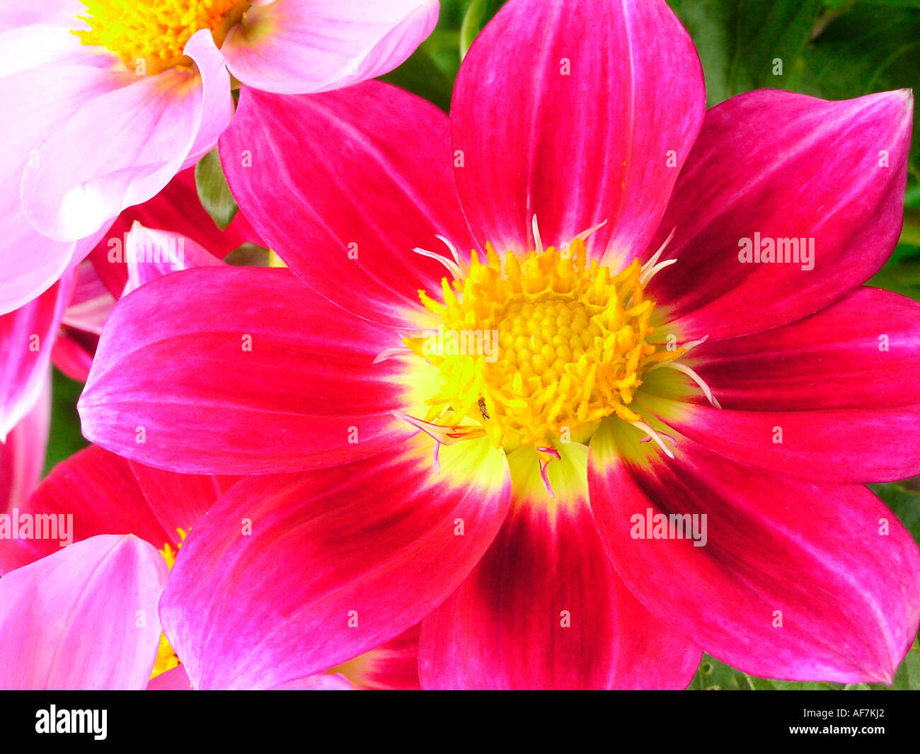 Dahlia close up flowers hi-res stock photography and images - Alamy