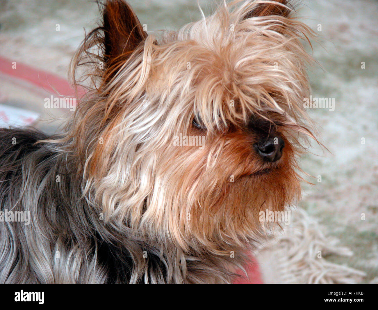 cute little yorkshire terrier dog Stock Photo
