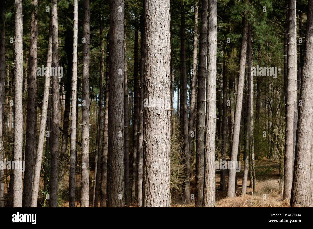 Pine trees Stock Photo