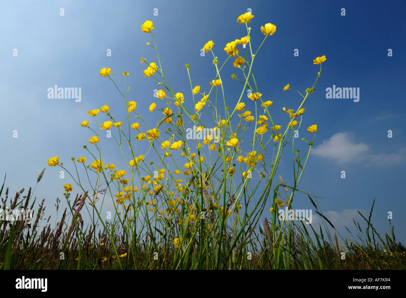 Field of wild buttercup flowers Stock Photo Alamy
