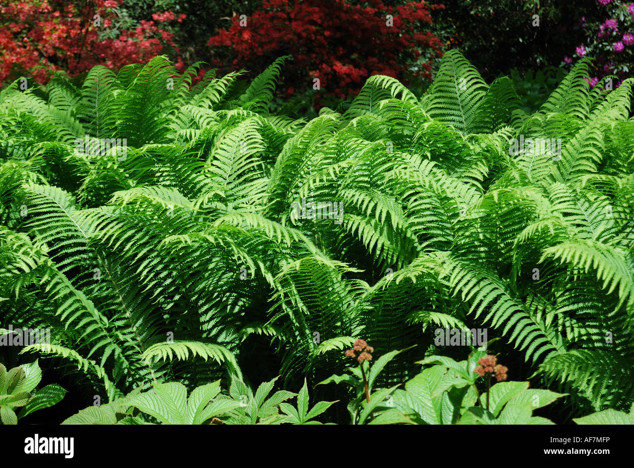 Fern Plants, Savill Gardens, Windsor Great Park, Englefield Green, Berkshie, England, United