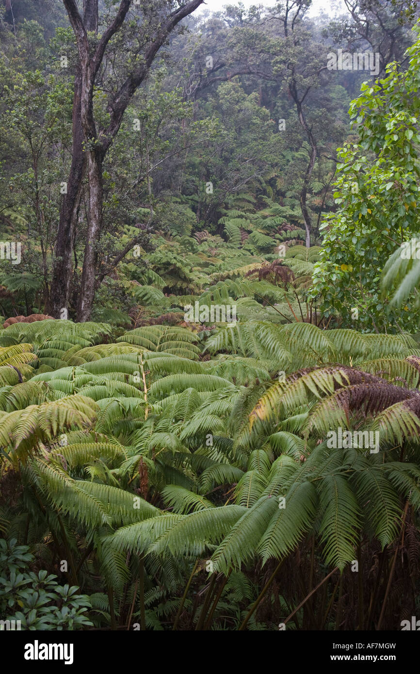 Hawaii big island forest ferns hires stock photography and images Alamy