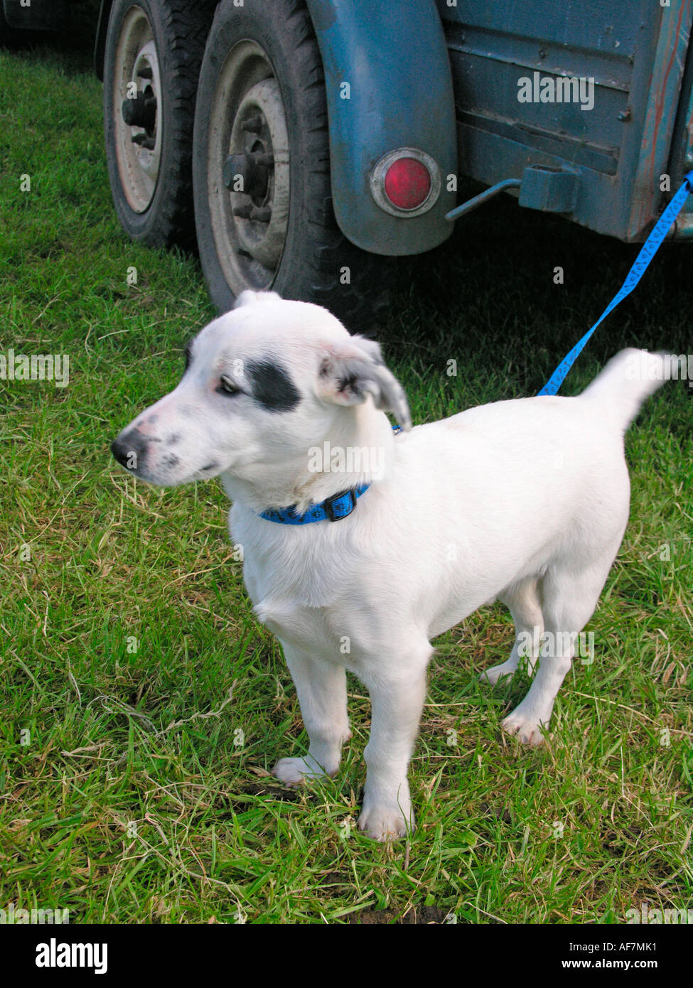 Jack Russell terrier on lead tied to vehicle waiting for owners to return Stock Photo