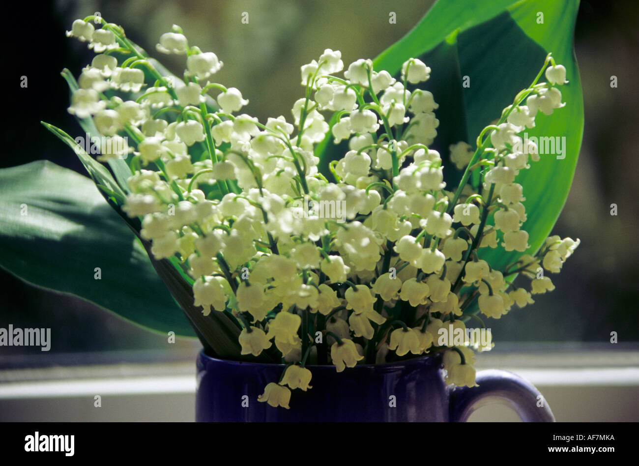 Lily of the valley container hi-res stock photography and images - Alamy