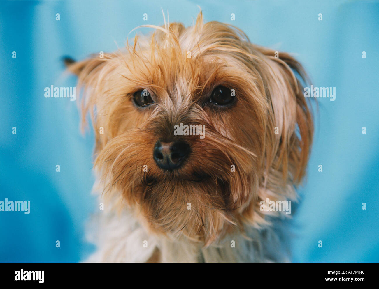 sweet looking yorkshire terrier portrait picture Stock Photo
