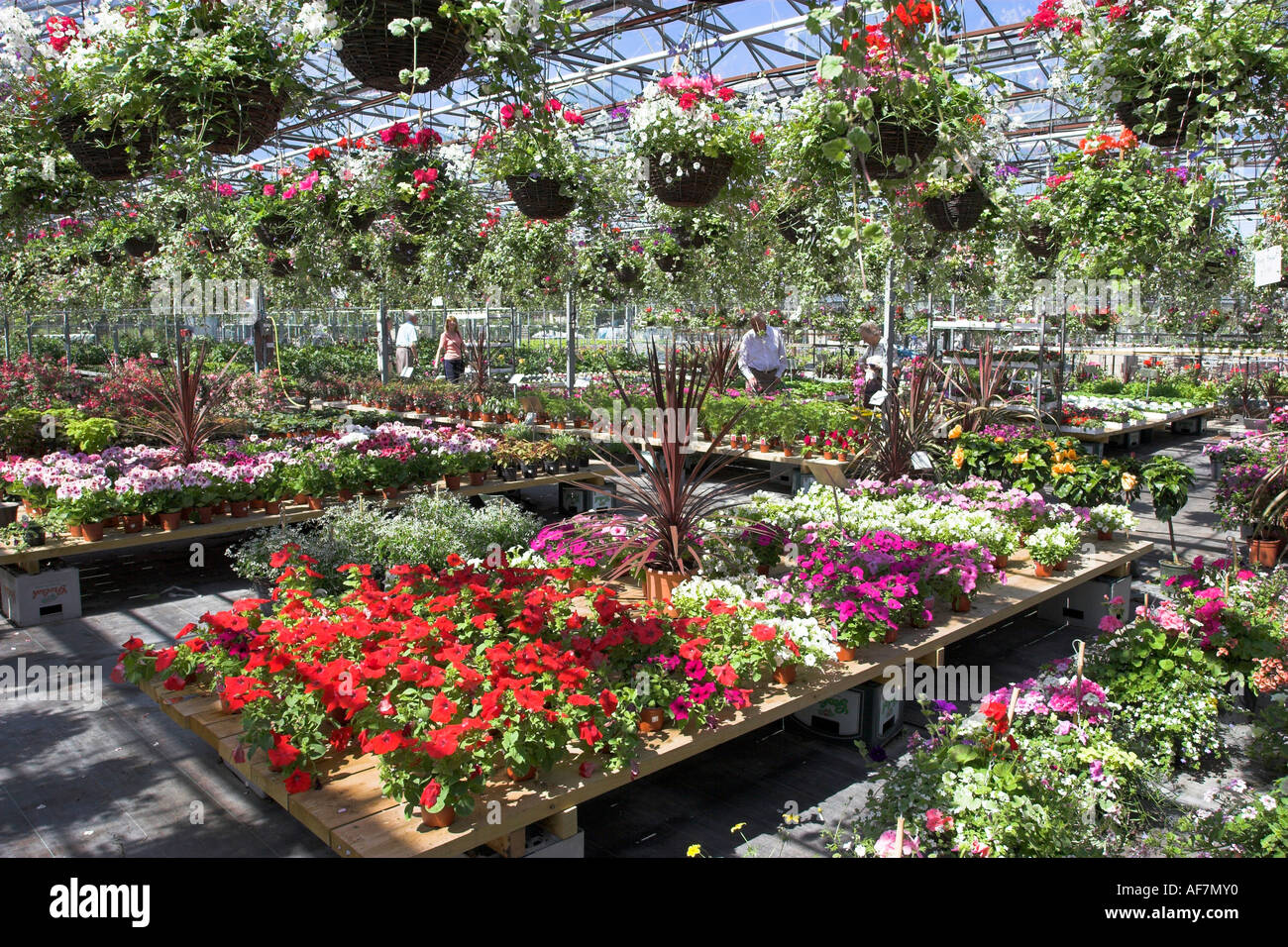Fuchsias greenhouse hi-res stock photography and images - Alamy