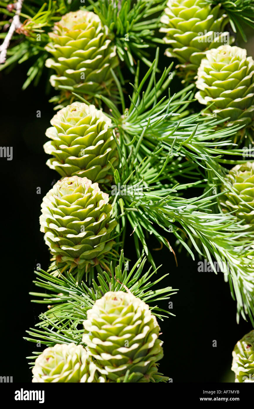 Sprouting pinecone hires stock photography and images Alamy