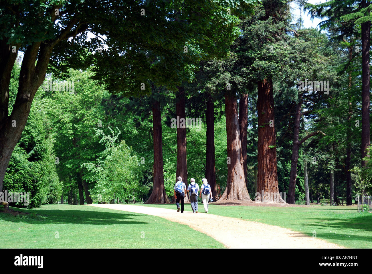 Group walking on path, Valley Gardens, The Royal Landscape, Windsor Great Park, Virginia Water, Surrey, England, United Kingdom Stock Photo