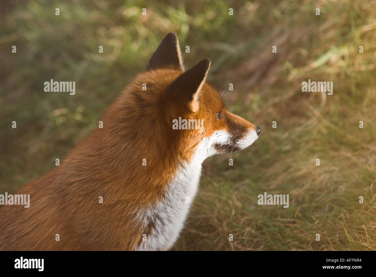Red fox Wildwood Trust Herne Common Herne Bay Kent England Stock Photo