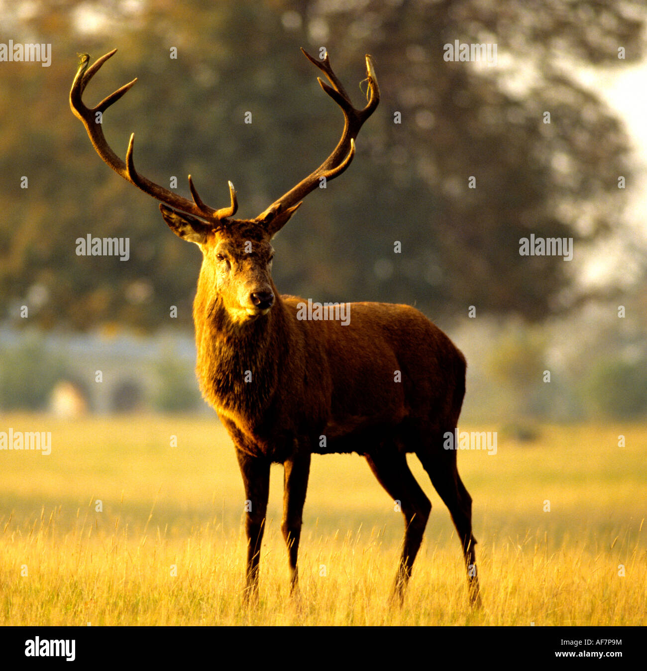 Fountains Abbey Deer Park, Studley Royal, North Yorkshire, England, UK, Stock Photo