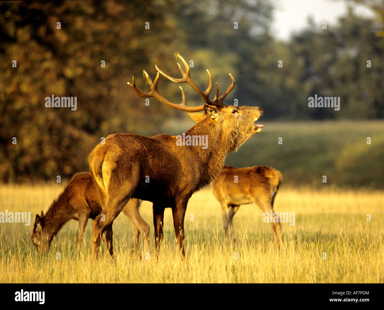 Fountains Abbey Deer Park, Studley Royal, North Yorkshire, England, UK, Stock Photo
