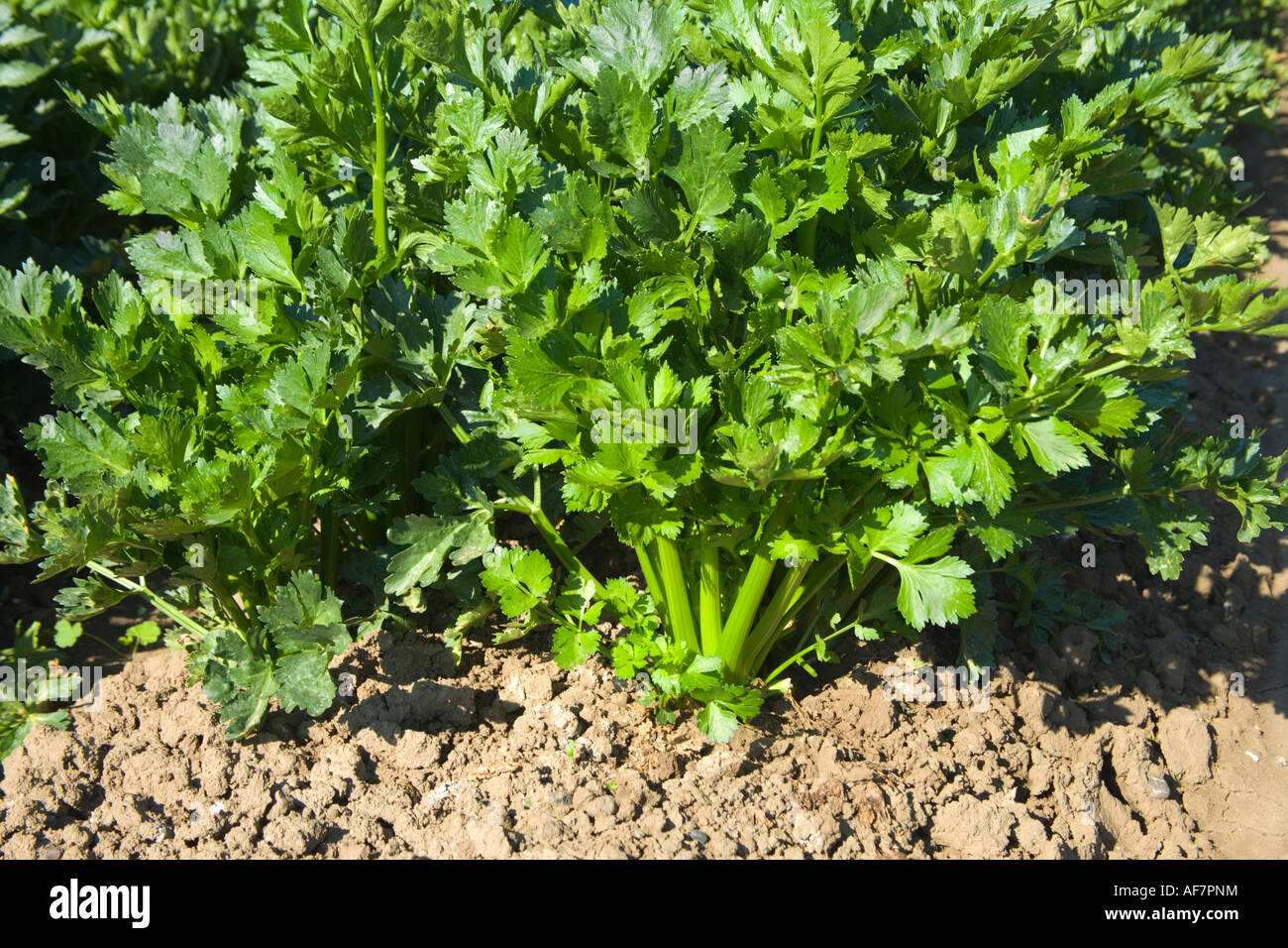 Celery field hires stock photography and images Alamy