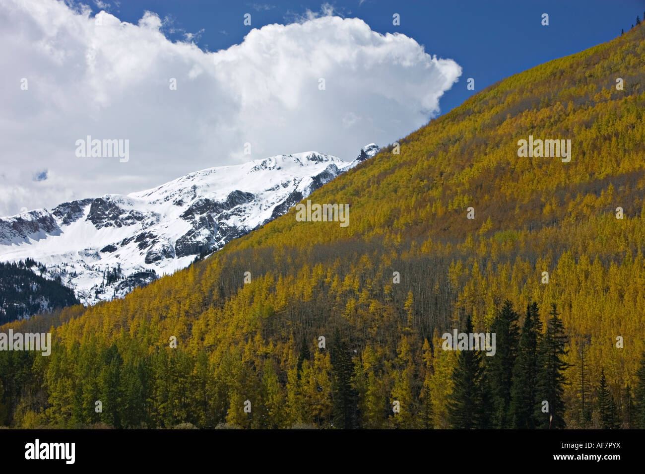 Fall color in Rocky mountains Stock Photo - Alamy