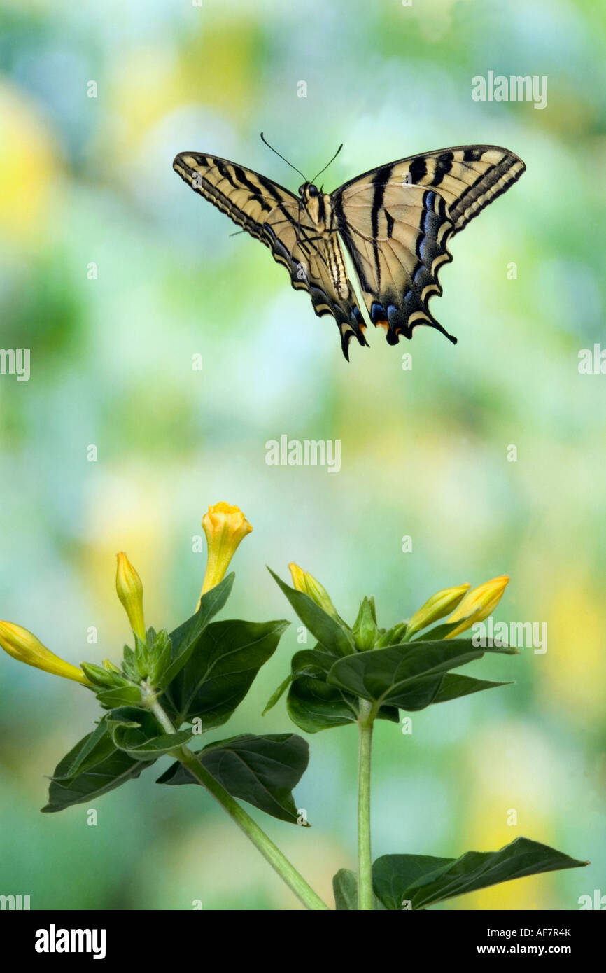 Western Tiger Swallowtail Butterfly 'Papilio rutulus rutulus' - North America Stock Photo