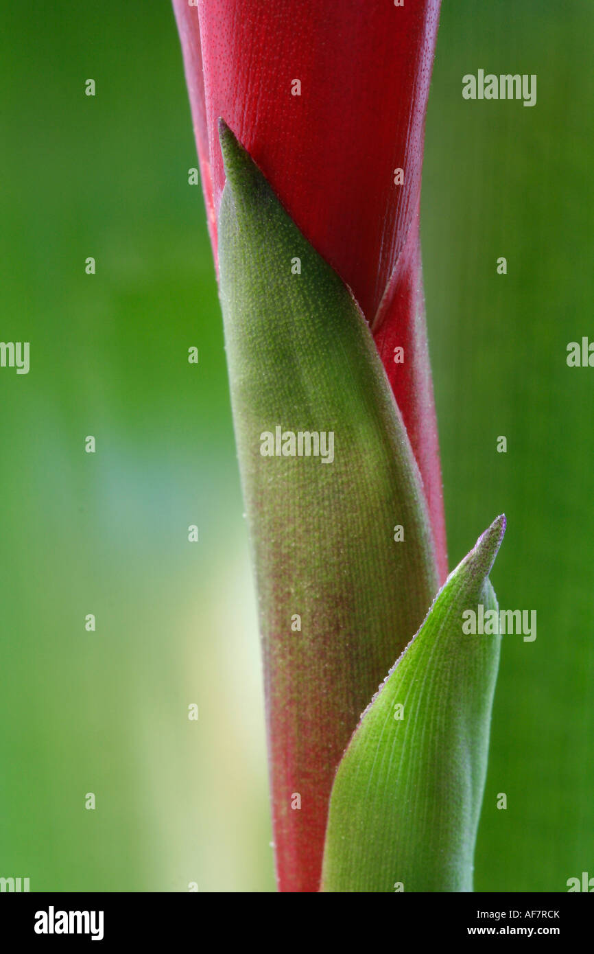Bromeliad stem detail Stock Photo