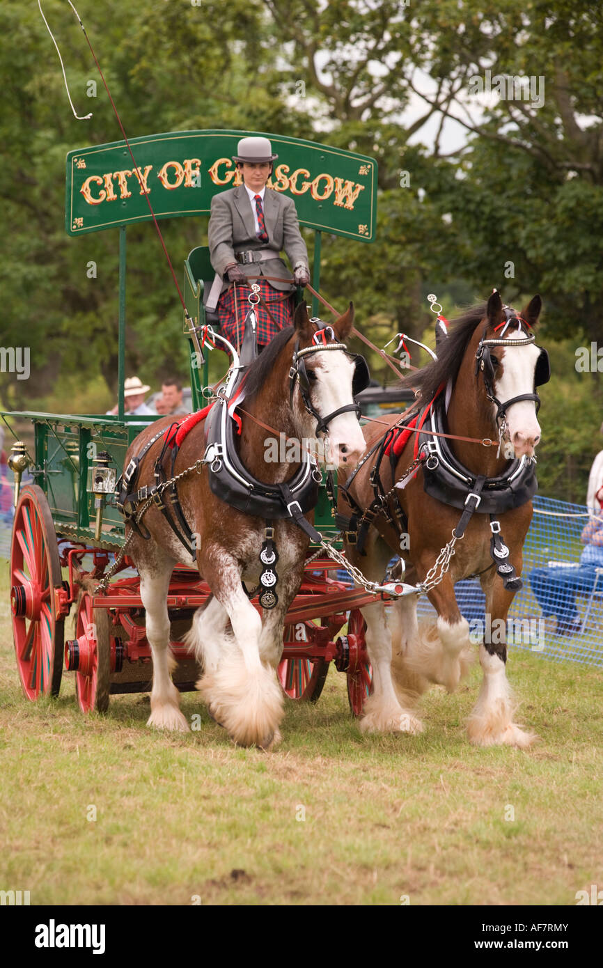 Heavy Horse Show a display of clydesdale horses pulling carts and