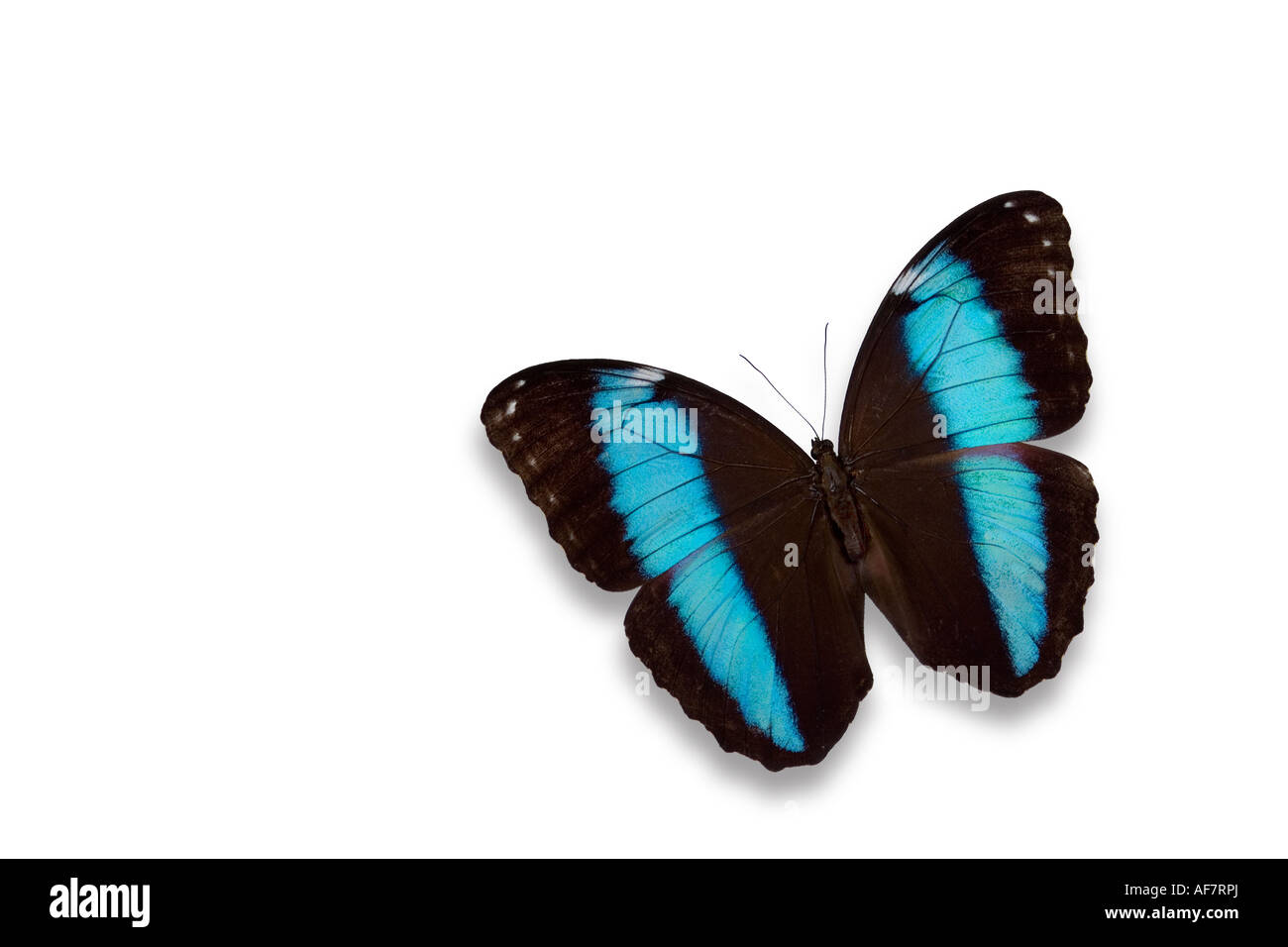 Morpho Butterfly - South America Stock Photo