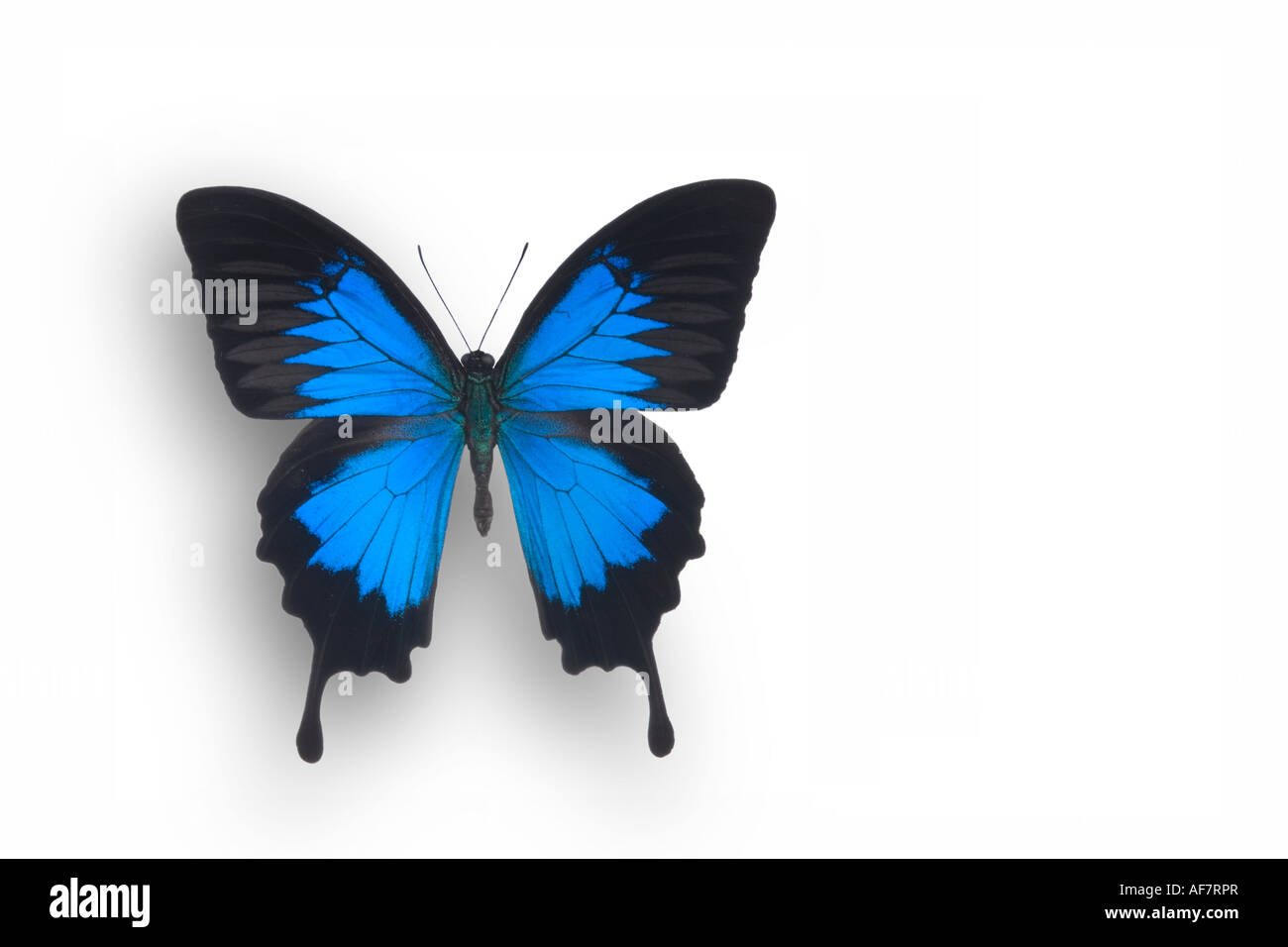Blue Mountain Swallowtail butterfly - Indonesia Stock Photo