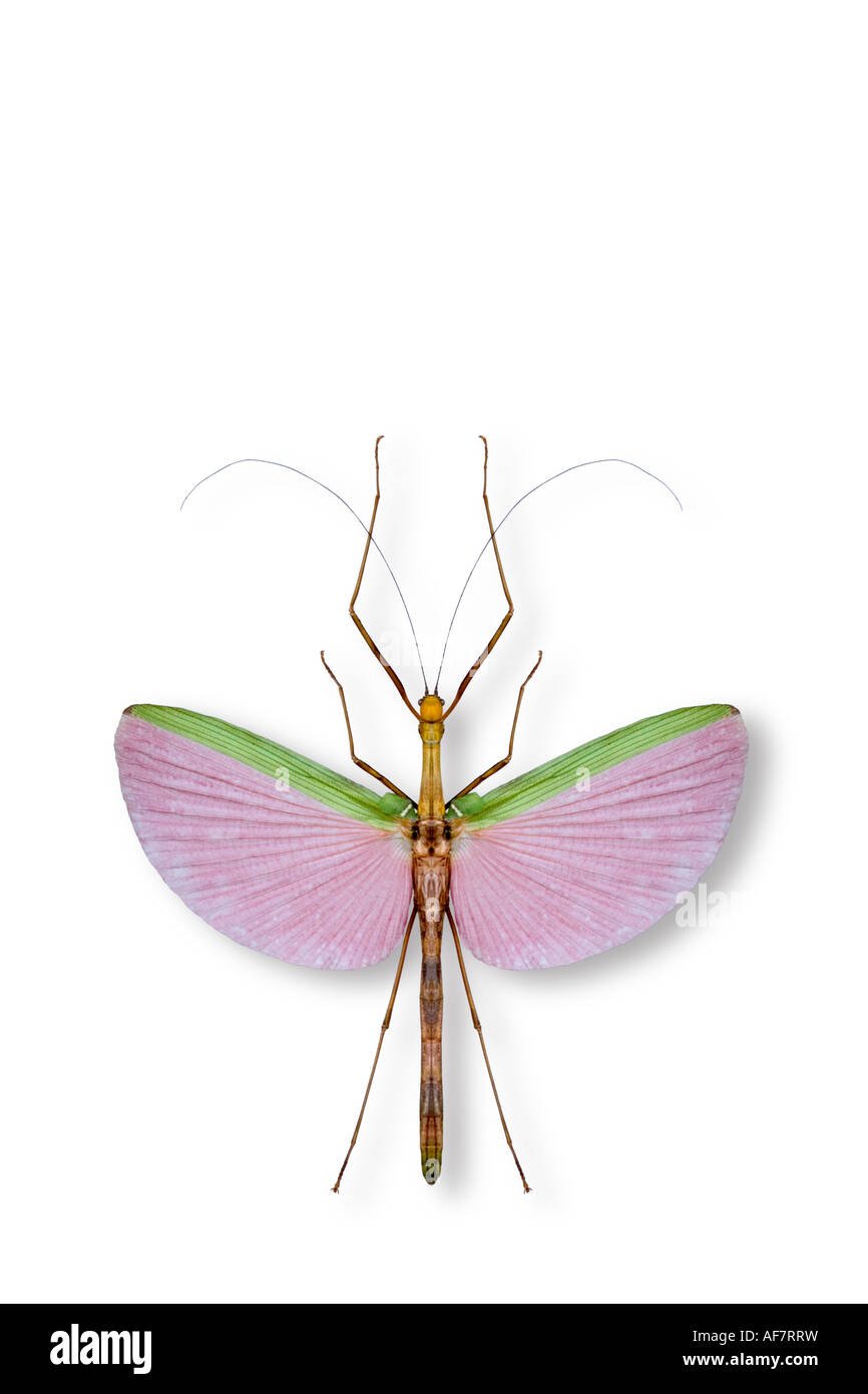 Walkingstick 'Necrosia annulipes' from Malaysia Stock Photo