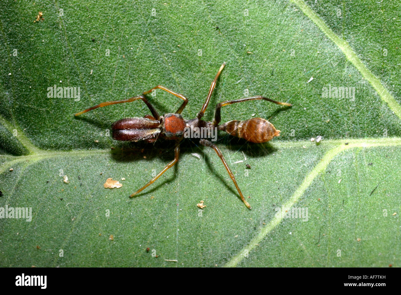 Jumping spider Myrmarachne foenisex Salticidae mimicking a weaver ant Oecophylla longinoda in rainforest Togo Stock Photo