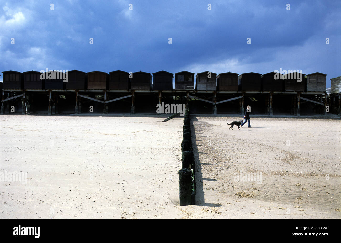 Woman walking her dog on the beach at Frinton on Sea, Essex, UK Stock Photo Alamy